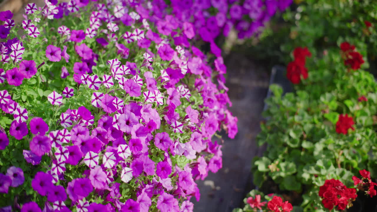 Colorful Flowers in the Garden