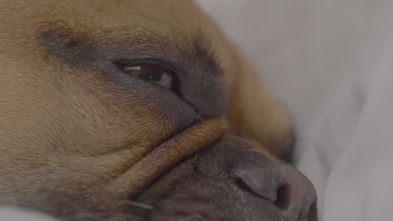 A close-up image capturing a serene moment, featuring the gentle face of a sleeping French Bulldog, with its eyes nearly closed and a peaceful expression
