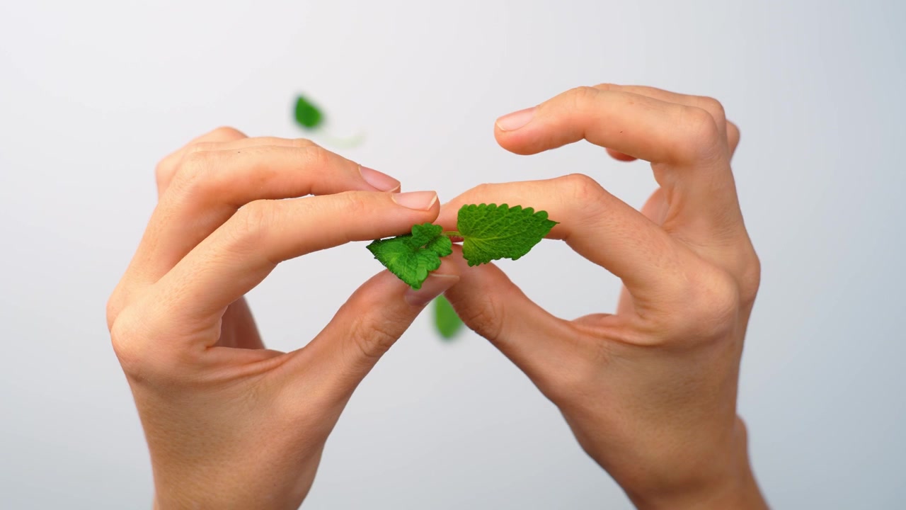 Hands plucking green lemon balm leaves for beverage. Pair of hands separating fresh melissa leaves, isolated studio background, eye level shot.