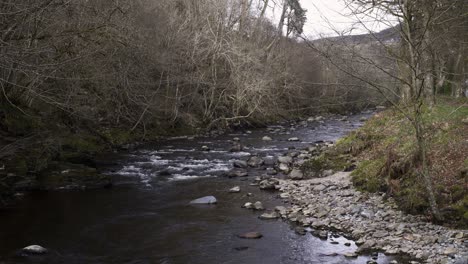 Static-shot-of-a-river-within-a-pine-forest