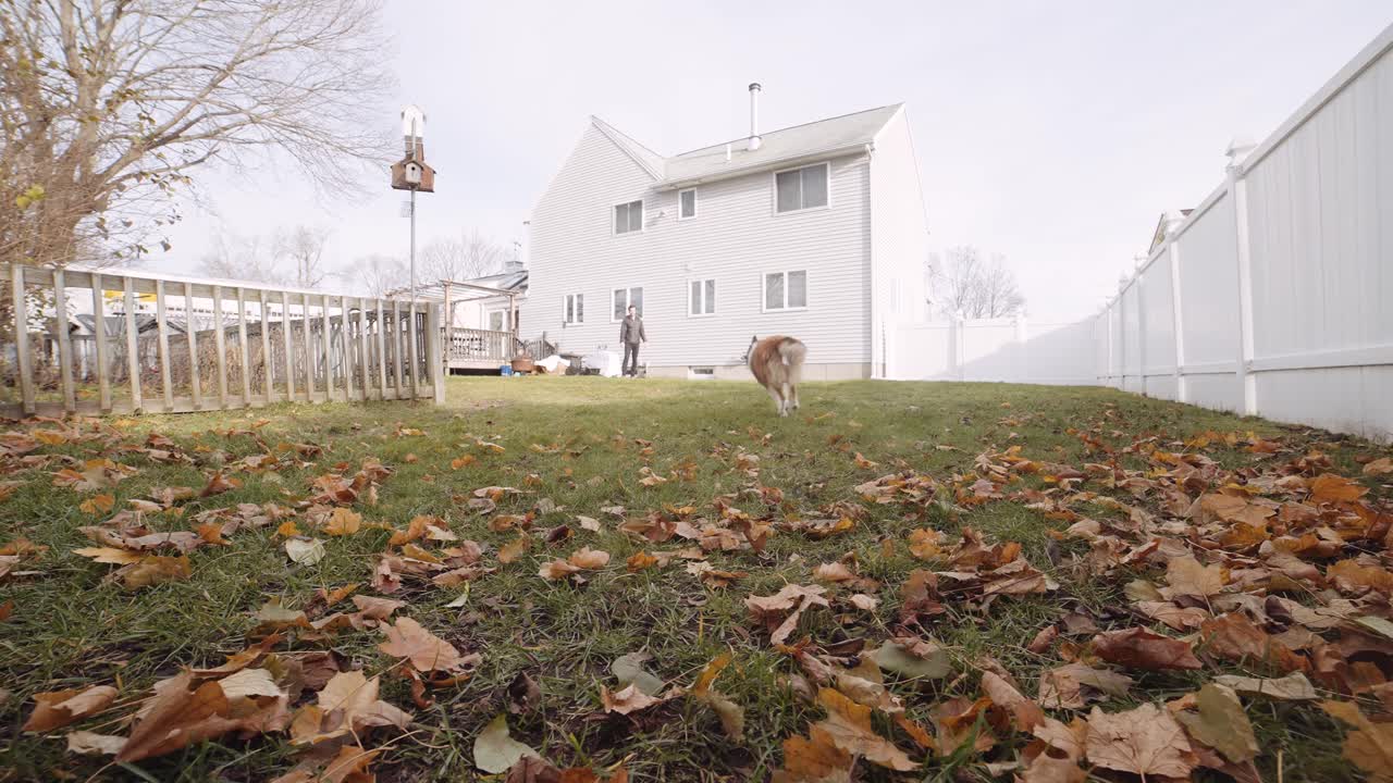 el perro pastor shetland corre tras una pelota que rebota arrojada al patio trasero de una casa.