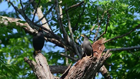 Myna-De-Ventilación-Blanca,-Acridotheres-Grandis,-Khao-Yai,-Tailandia