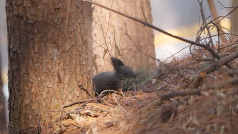 Eurasian Red Squirrel Collect Grass for Nest on Ground in Early Spring Pine Forest