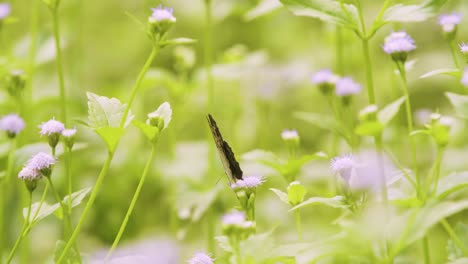 Butterfly-pollinating-flowers-in-natural-environment