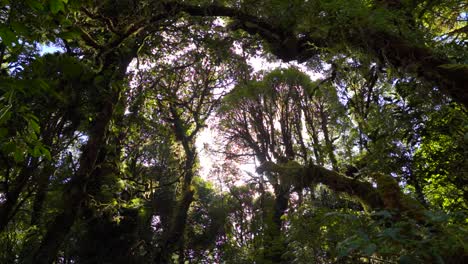 Impresionante-Vista-De-La-Parte-Superior-De-La-Selva-Tropical-Con-La-Luz-Del-Sol-Inundando,-Cámara-Lenta