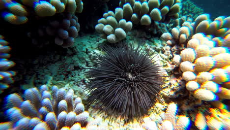 colorful coral reef with sea urchin