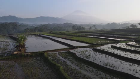 Aerial-view,-the-morning-view-of-the-terraced-rice-fields-in-the-Kajoran-district-of-Magelang