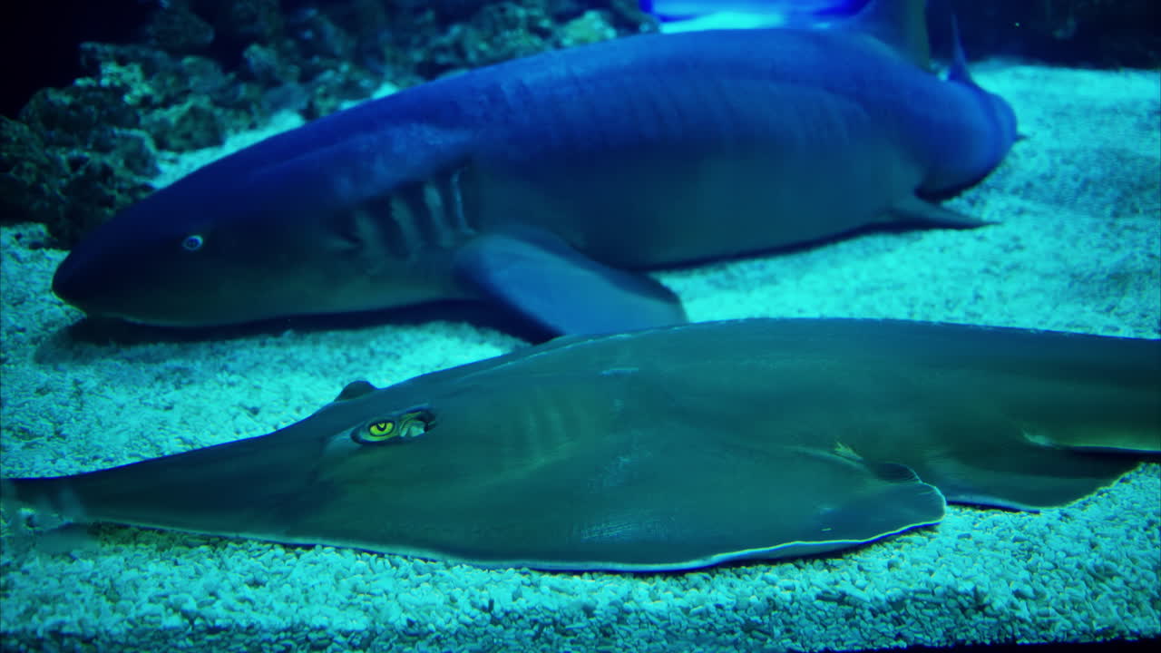 Close up of Rhinobatos fish and a Nurse shark in the water