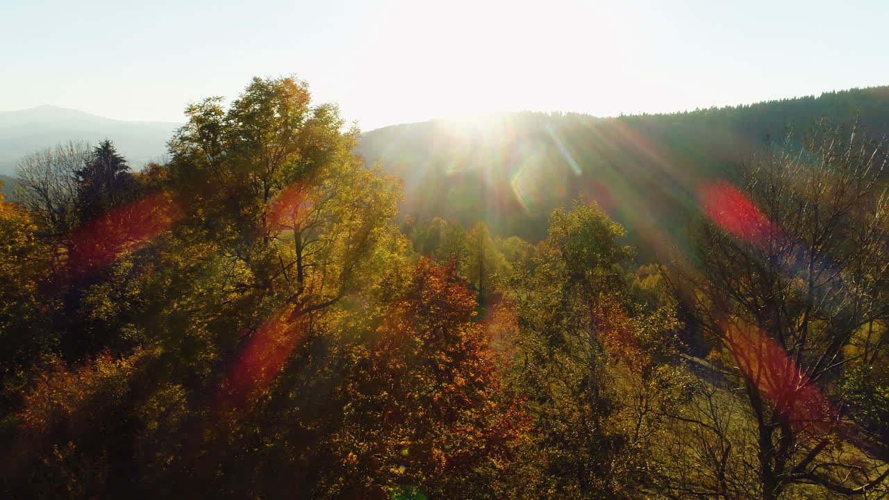 숲 8 이상의 공중보기 일출 일몰