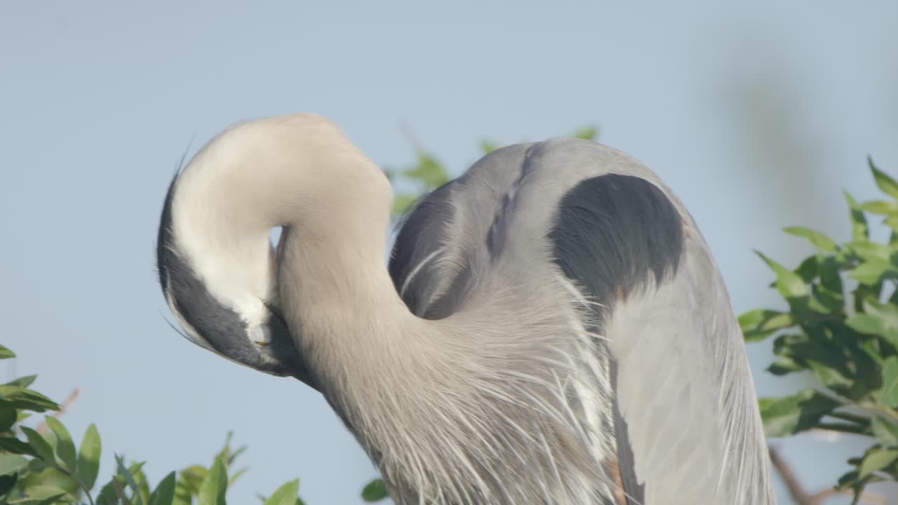 Close-up of a Great Blue Heron grooming its feathers in soft daylight, perched atop lush green foliage