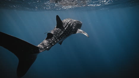 Whale-shark-silhouette-with-moody-dark-grey-body-swims-as-photographer-approaches-it