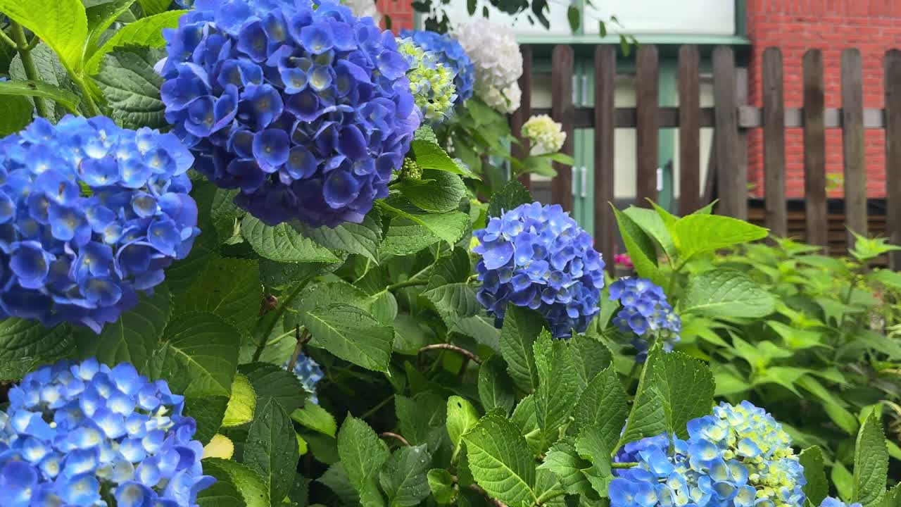 hortensias púrpuras floreciendo en un jardín con una valla de madera en el fondo, primer plano