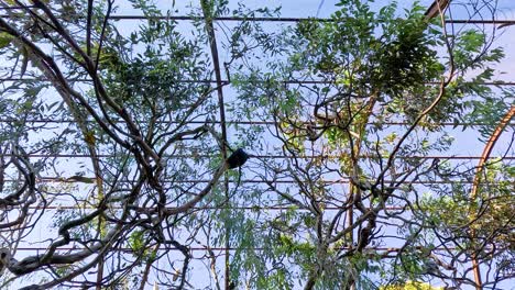 árboles y redes en una jaula de pájaros del zoológico