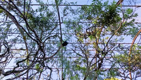 árboles y redes en una jaula de pájaros del zoológico