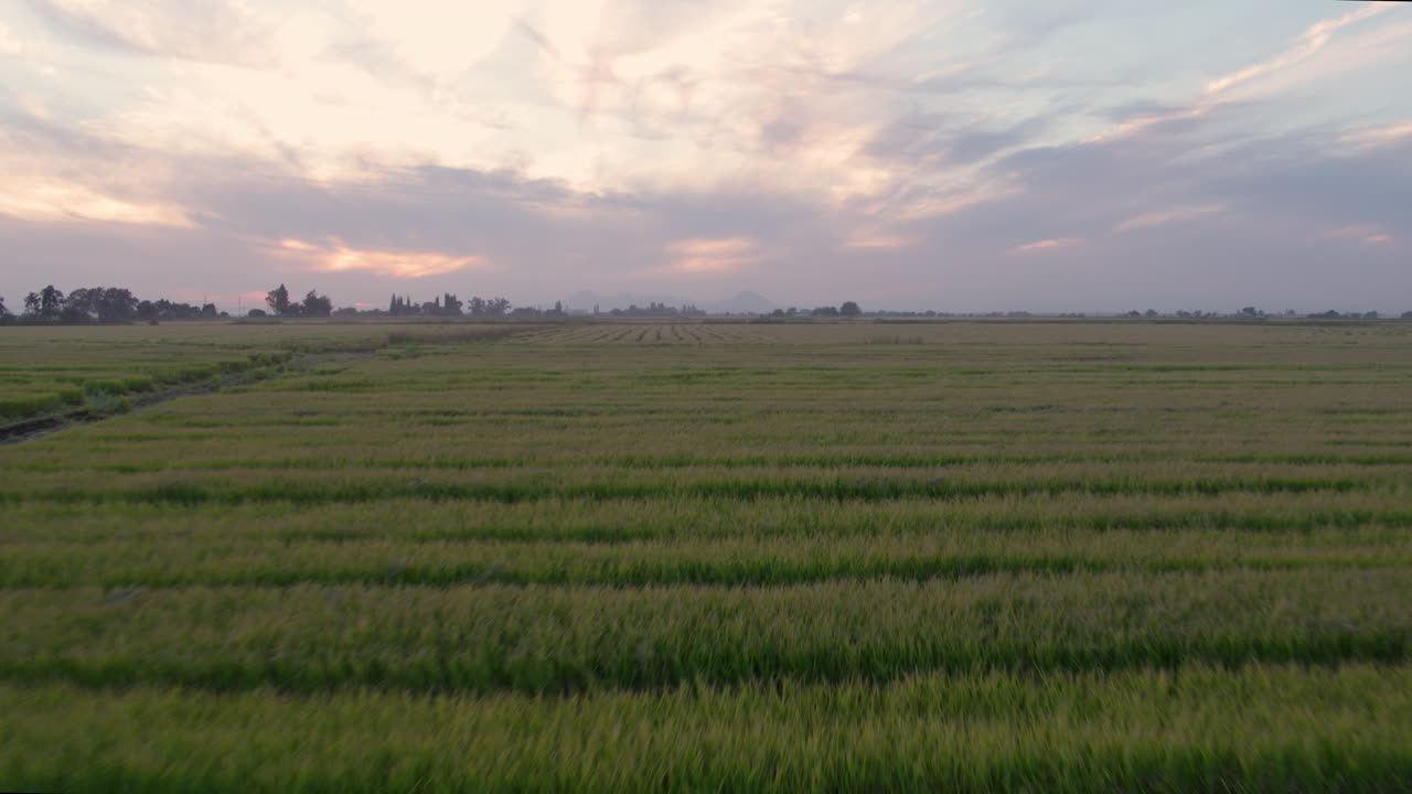 캘리포니아 북부 여름의 녹색 논에 대한 항공 영상