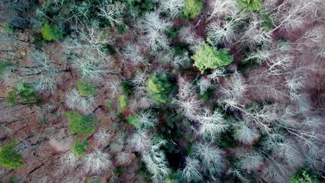 search and rescue over the forest floor, scanning over the treetops