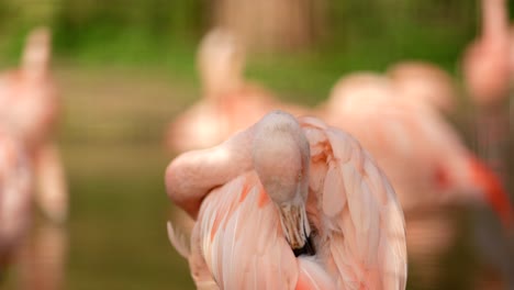 a close up of a bright pink chilean flamingo preening its feathers whilst looking at the camera