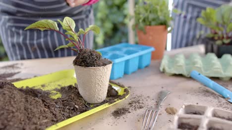 Hands-of-african-american-woman-in-apron-planting-in-sunny-garden,-slow-motion