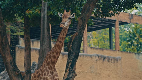 giraffe standing near trees