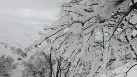 Nahaufnahme-Von-Gefrorenem-Schnee-Auf-Einem-Ast-Auf-Dem-Berg-Hermon-Im-Winter-In-Israel