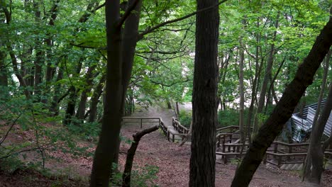 Zauberhafter-Blick-Auf-Wurzeln-Und-Rinde