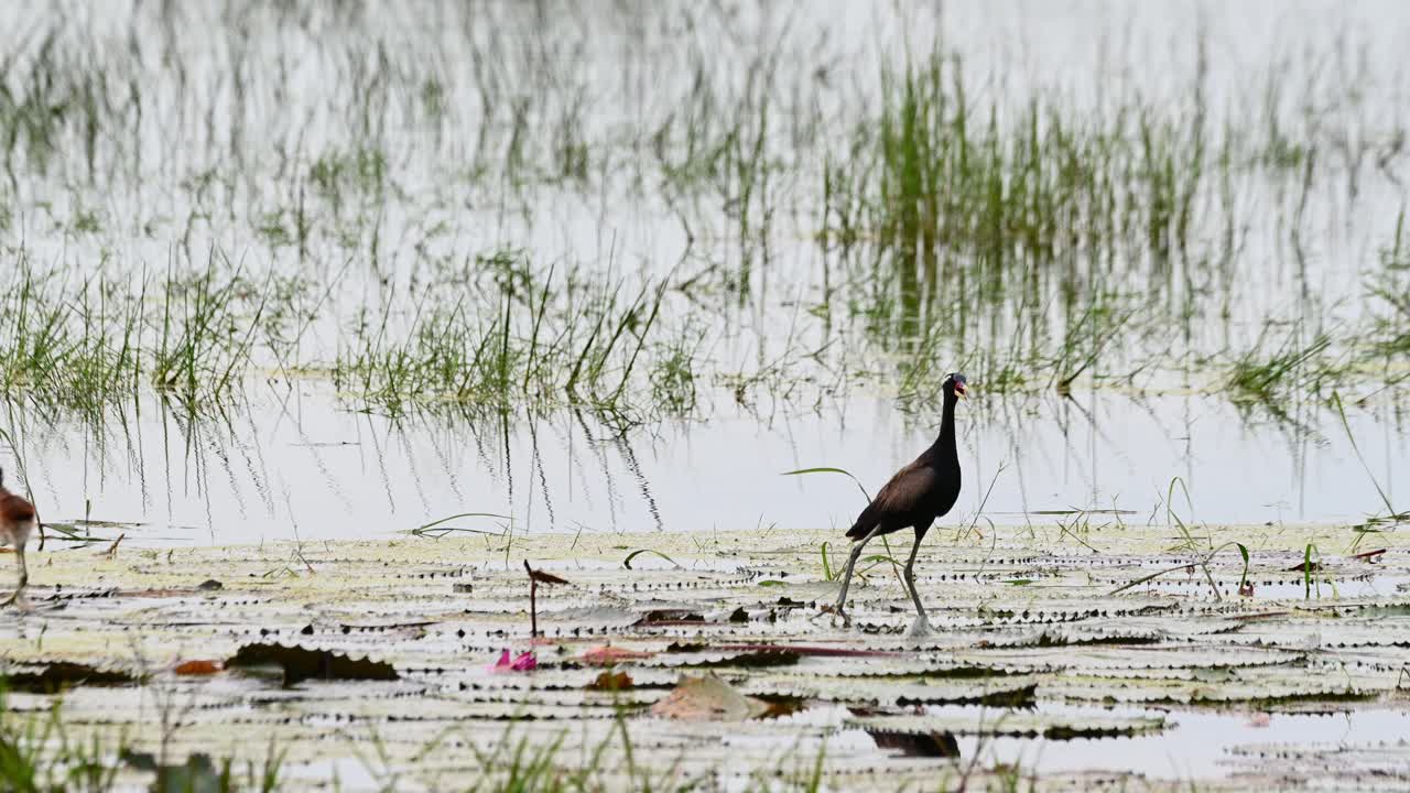 Child on the left side going away and returns as it mother comes closer to it, Bronze-winged Jacana Metopidius indicus, Thailand