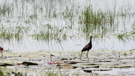 Child-on-the-left-side-going-away-and-returns-as-it-mother-comes-closer-to-it,-Bronze-winged-Jacana-Metopidius-indicus,-Thailand