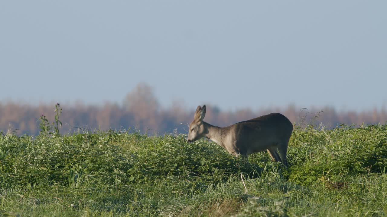 corzo salvaje común primer plano perfecto en pradera pasto otoño hora dorada luz