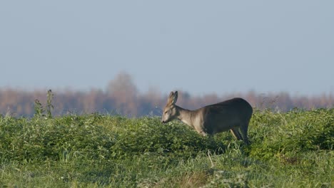 common wild roe deer perfect closeup on meadow pasture autumn golden hour light