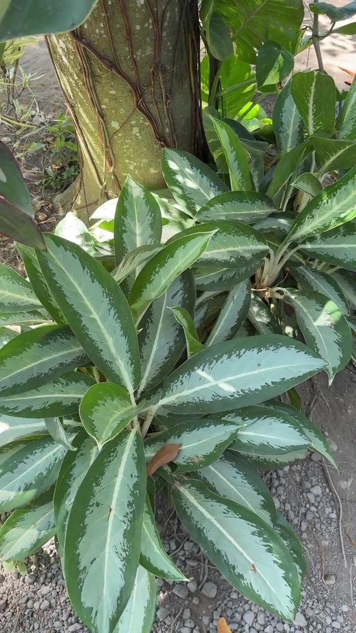 Pianta di Aglaonema che cresce alla base di un albero.