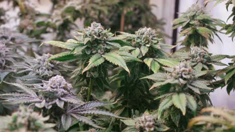 toma de plantas de cannabis que crecen en una carpa de cultivo durante la etapa de floración