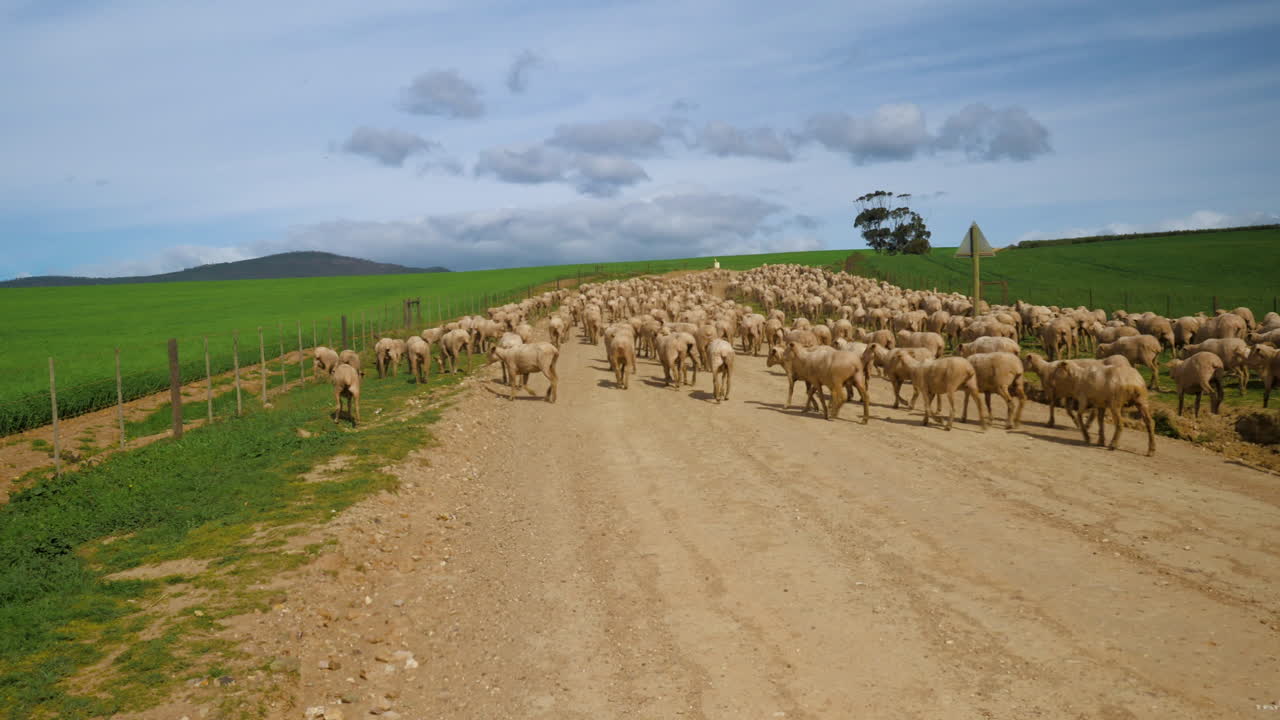 rebaño de ovejas alejándose de la cámara por camino de grava en el campo, día soleado con cielos azules