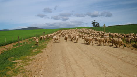 flock of sheep walking away from camera up gravel road in countryside, sunny day with blue skies