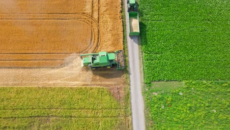 combine harvester in action on a wheat field - aerial drone shot