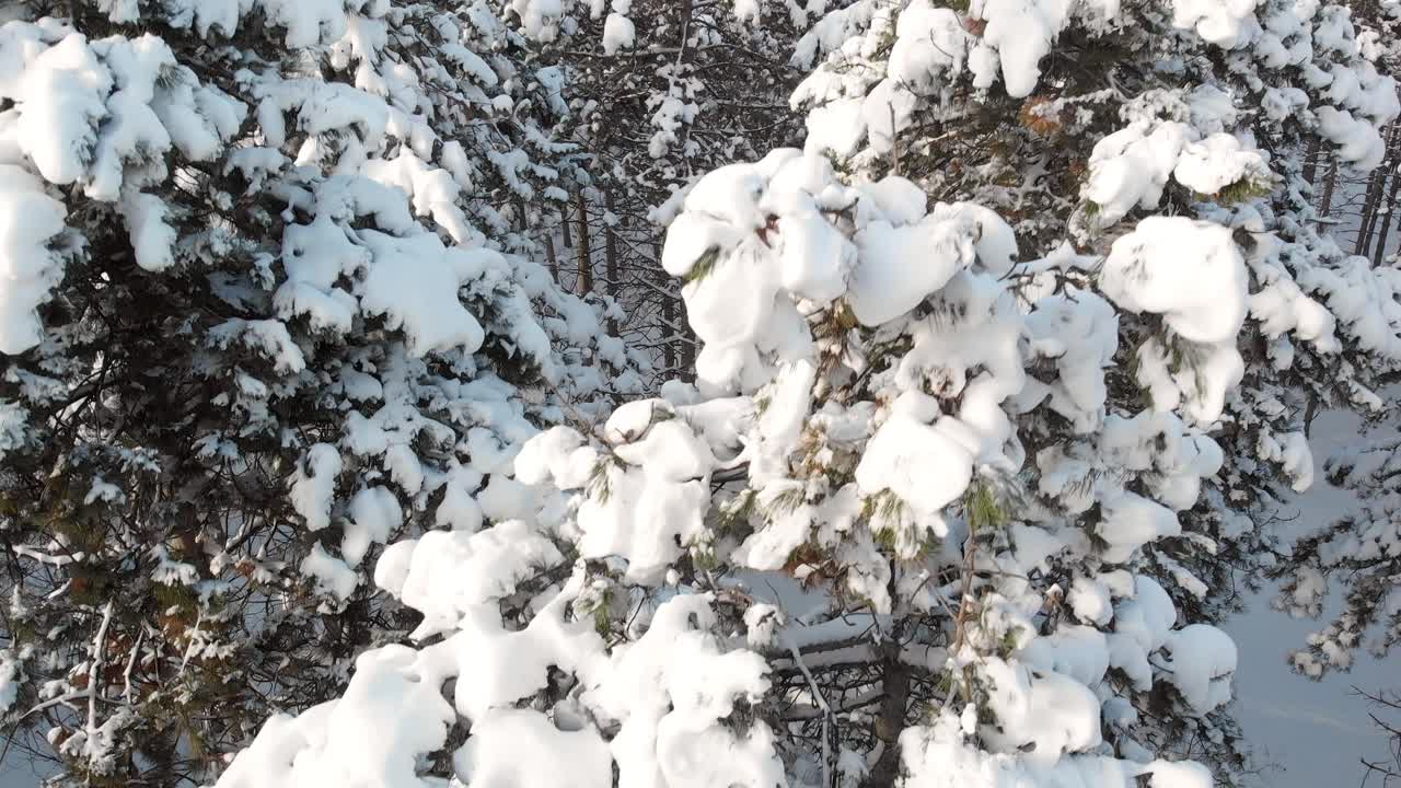 bosque cubierto de nieve