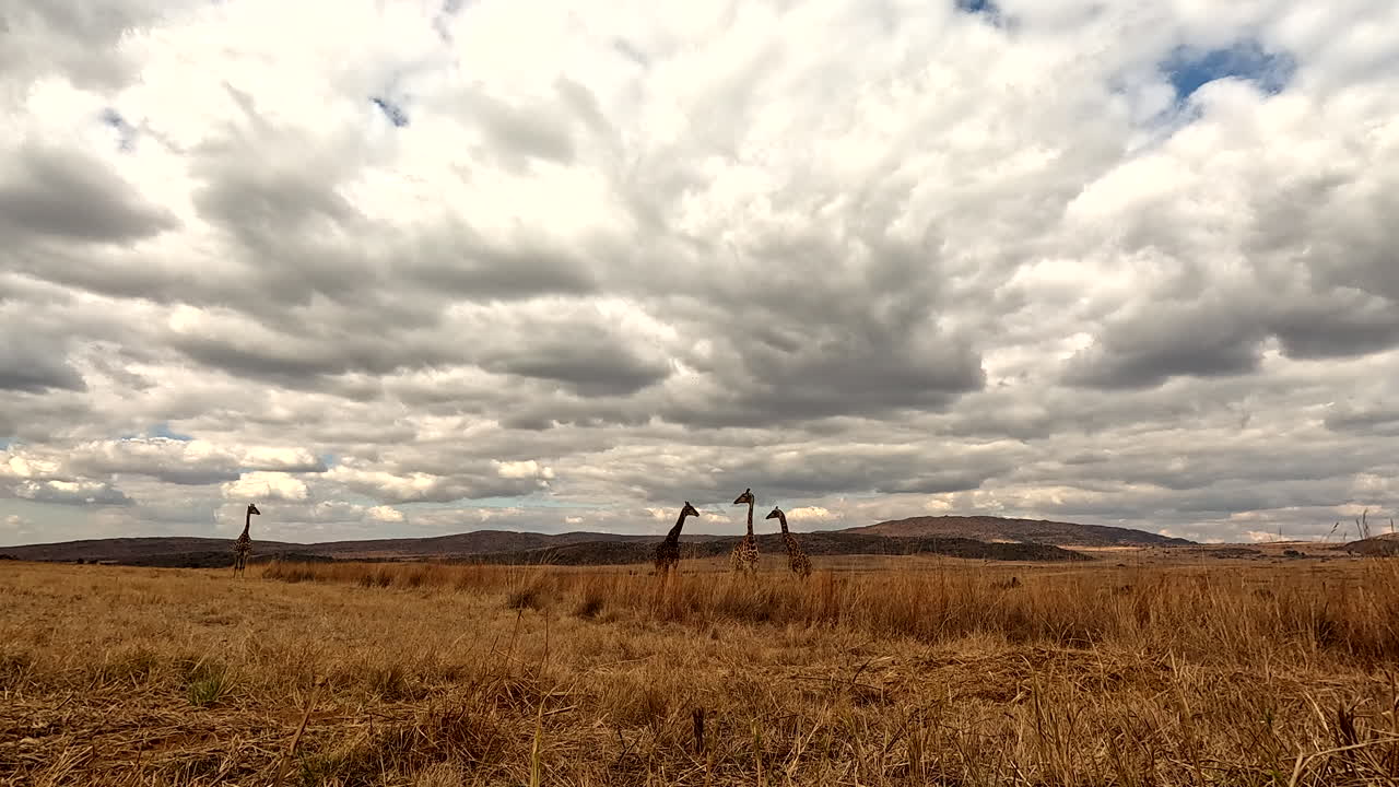 Tall necks of giraffes against overcast sky standing in golden grass field