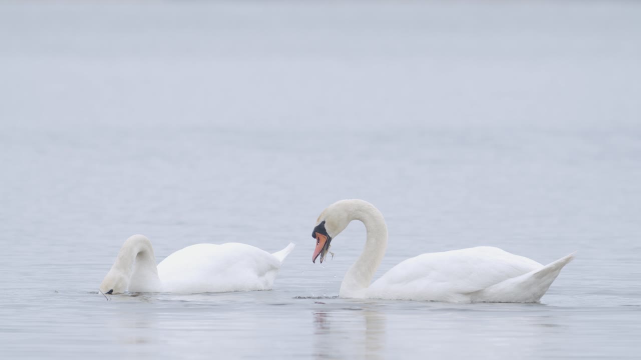 cisne mudo salvaje comiendo hierba primer plano submarino en día nublado
