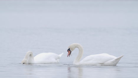 wild mute swan eating grass underwater closeup in overcast day