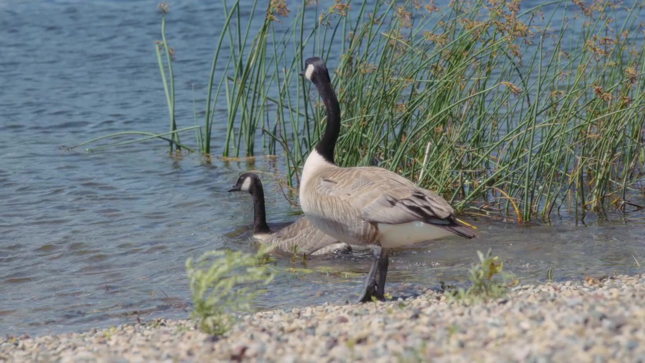 Due oche canadesi che entrano nel lago durante un pomeriggio ventoso