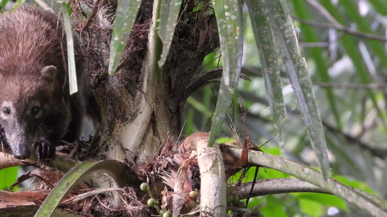 아기를 안고 있는 야생 코티가 나무 주위를 기어다닌다