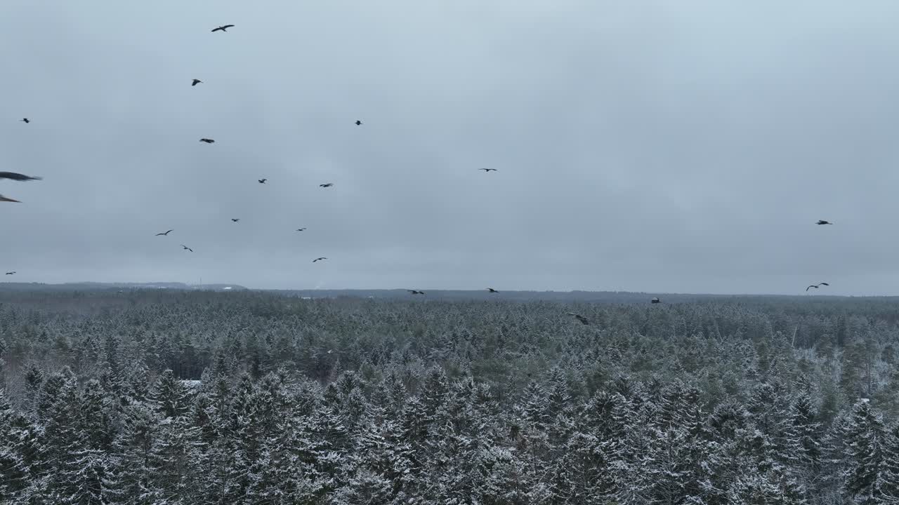 Migratory Grey herons (Ardea cinerea) have arrived at their nesting site too early. Their nesting trees are still in the snow. Estonia.
