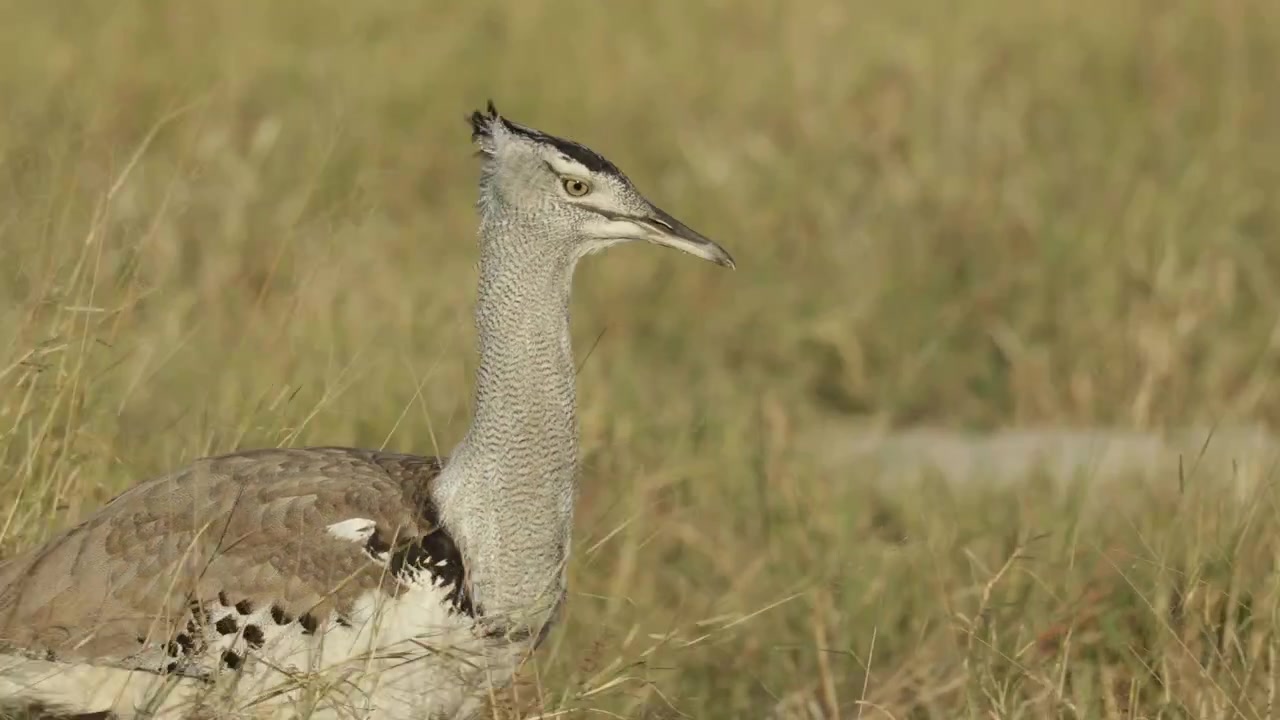 Keskikokoinen lähikuva koritrapista kävelemässä korkeassa kuivassa ruohikossa tuulisena päivänä etsimässä ruokaa, Botswana.
