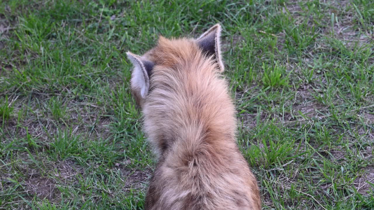 하이에나의 머리 뒤, 갈색 털과 직립 귀, 아프리카 포유류