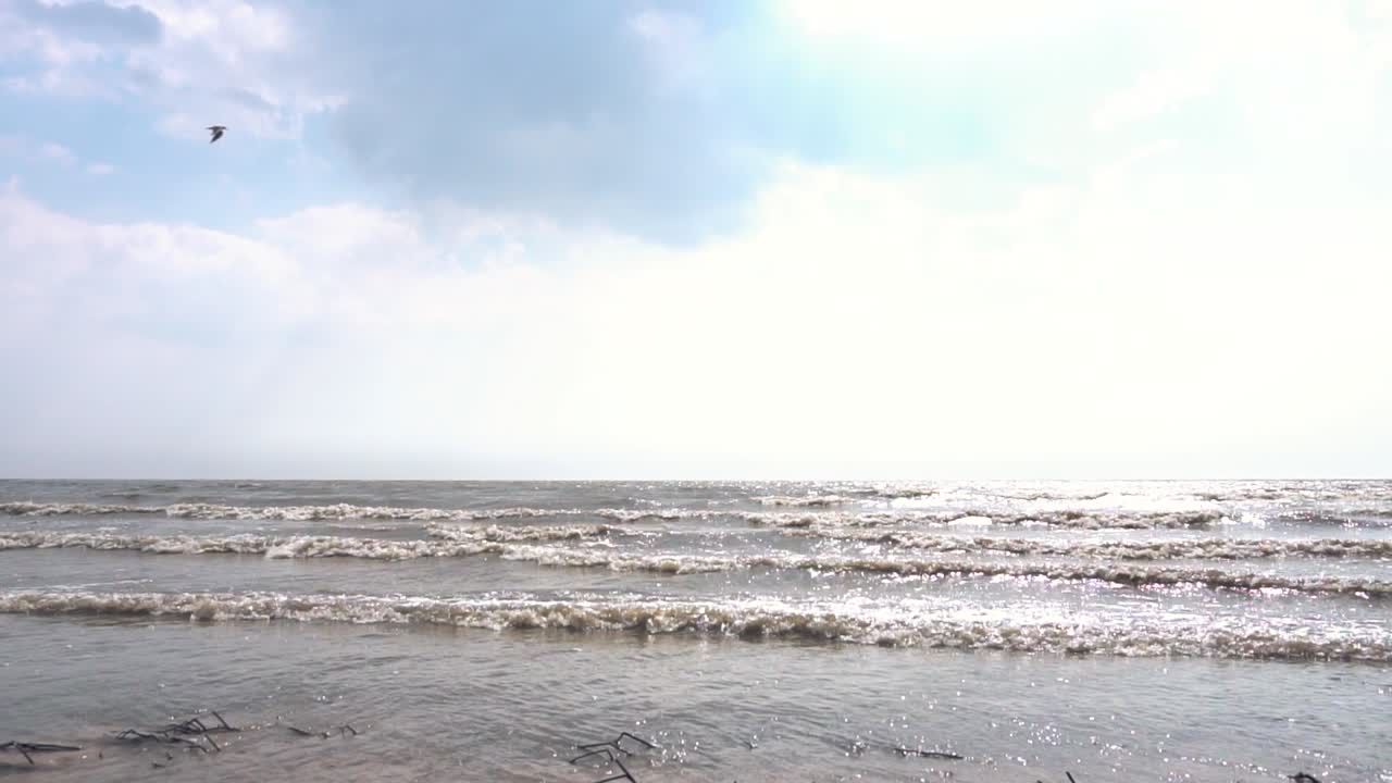 새 가 있는 해안 풍경