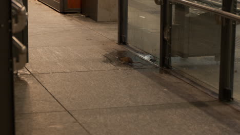 Static-shot-of-rats-running-back-and-forth-exploring-the-lit-up-bus-shelter