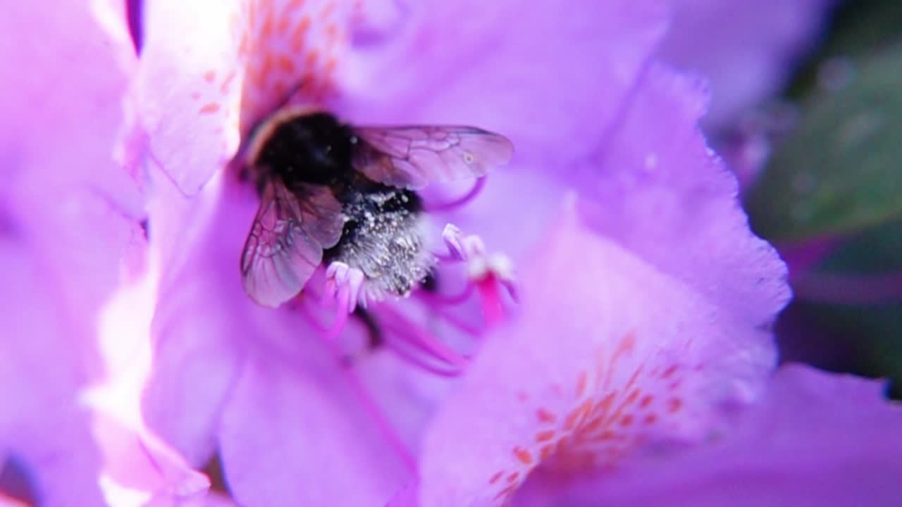 primer plano de un abejorro de cola blanca recogiendo néctar en una flor rosada