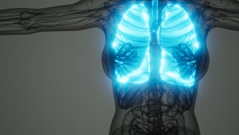 science anatomy scan of human lungs