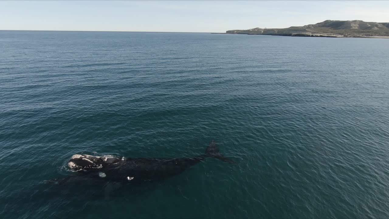 ballena madre y ternero respirando en el mar en calma, acantilados de montaña en el fondo - cámara lenta