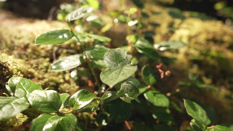 follaje de una planta iluminada por la luz del sol en las montañas del bosque después de la lluvia
