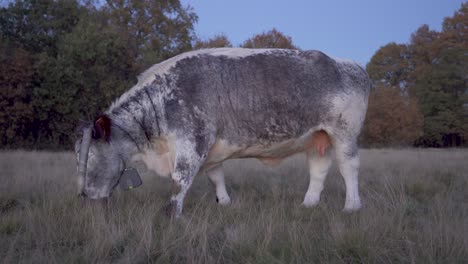 beautiful big grey and white english longhorn grazing wild in a field